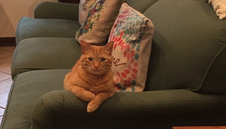 Picture of an orange cat on a couch